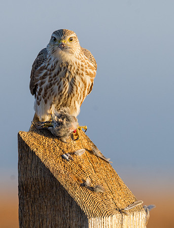 Prairie_falcon_5