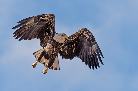 Bald_eagle_CCSP_3