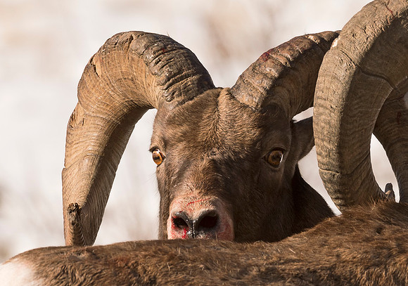 Bighorn_Ram_Battle_Shoshone_4