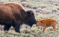 Bison_51