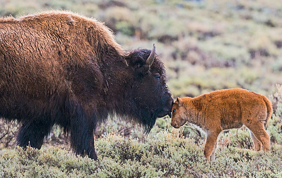 Bison_51