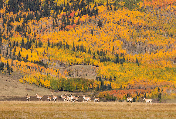 Pronghorn_8
