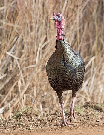 Turkey_WC_13