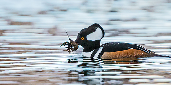 Hooded_merganser_16