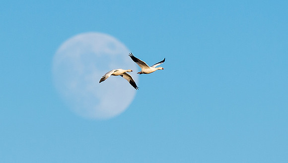 Snow_geese_BDA_1