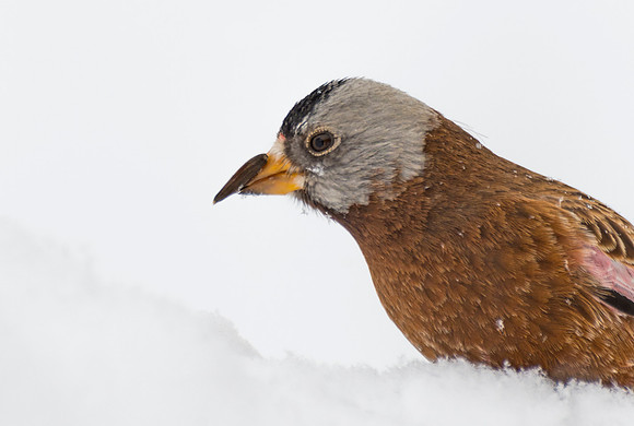 Gray-crowned_rosy_finch_1