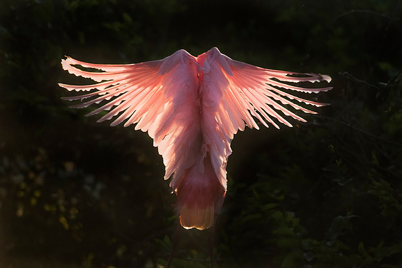 Pink_Angel