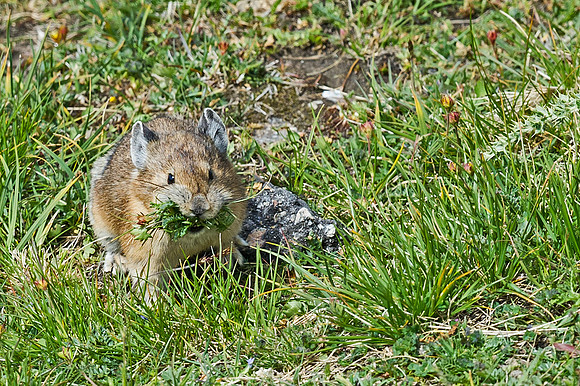 Pika_5