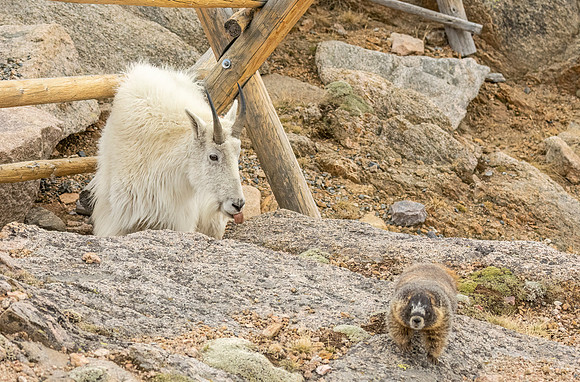 Mountain_goat_Yellow-bellied_Marmot_Friends_MBS_2024_3