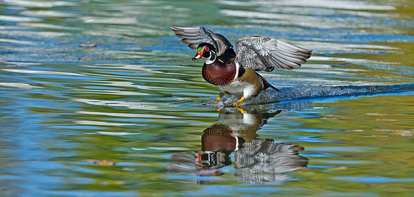 Wood_duck_40
