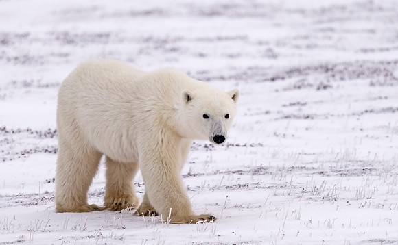 Polar_Bear_CH_6