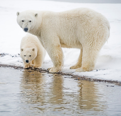 Polar_bear_11