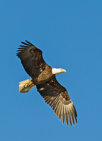 Bald_eagle_96