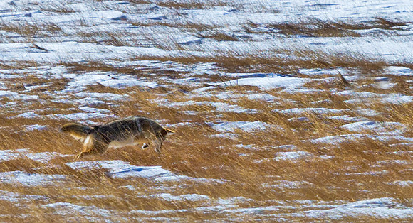 Coyote_17