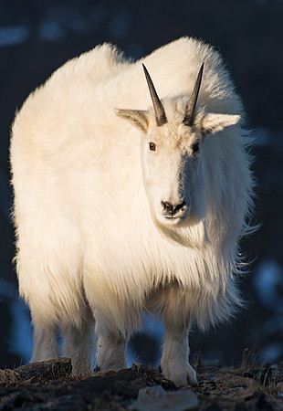 Mountain_Goat_43