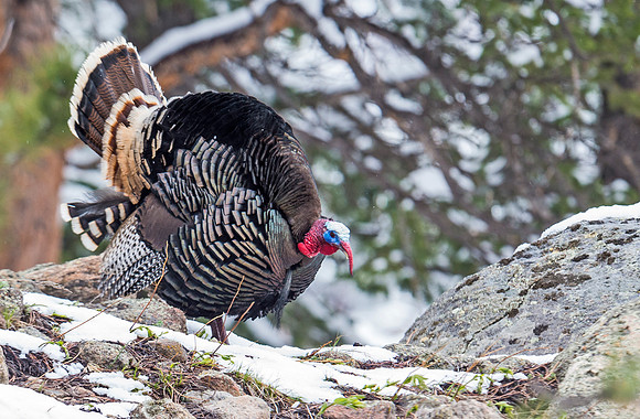 Turkey_8