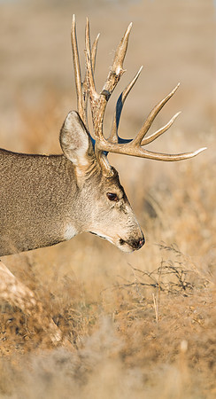 mule_deer_buck_48