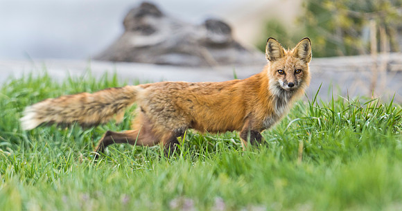 Red_Fox_43