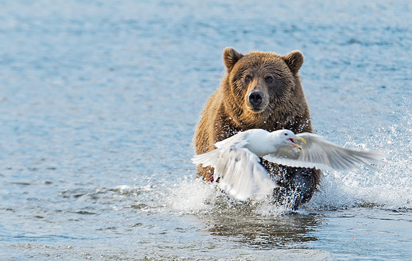 Brown_bear_30