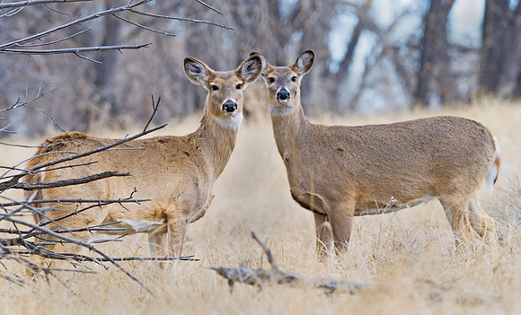 White-tailed_deer_60