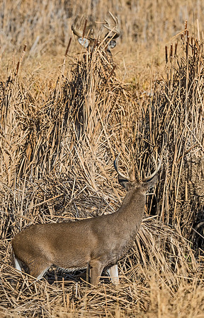 White-tailed_deer_36