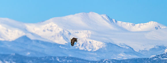Bald_eagle_63