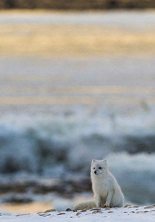 Arctic_Fox_4