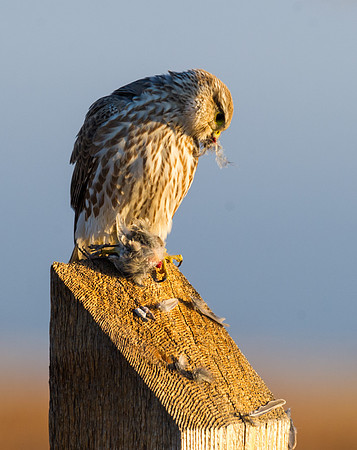 Prairie_falcon_2
