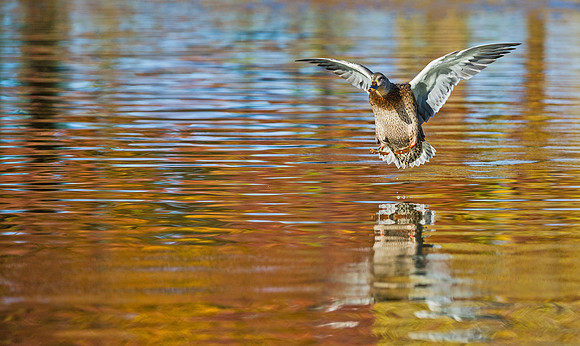 Mallard_hen_4