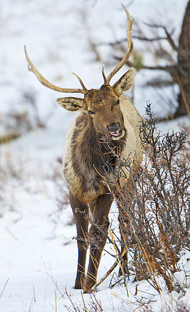 Elk_28