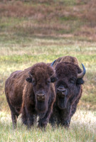 Bison_23