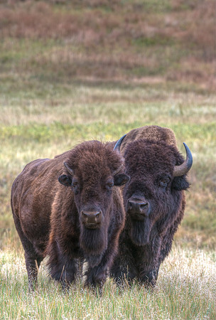 Bison_23