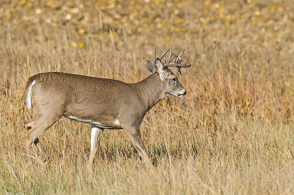 White-tailed_buck_4
