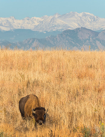 Bison_54