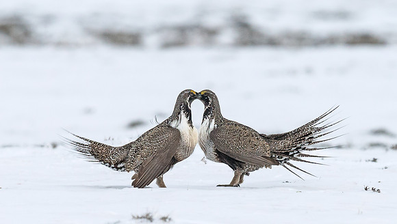 Sage_grouse_2