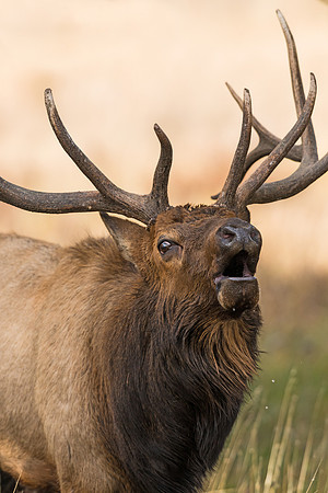 Elk_21