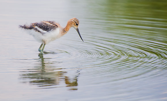Avocet_2