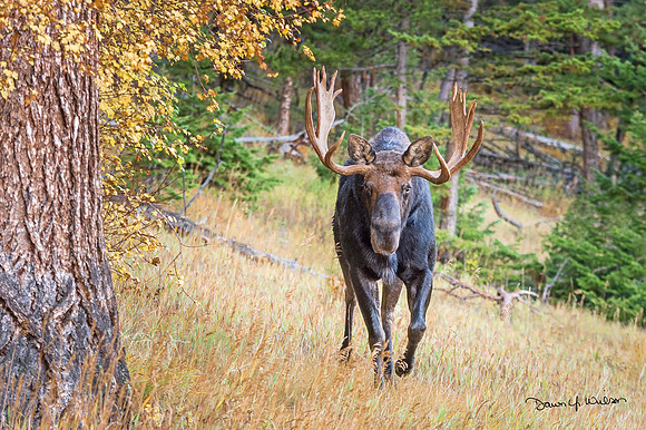 Moose_RMNP_2019_14