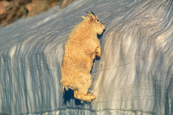 Mountain Goats