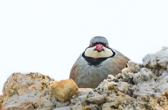 Chukar_1