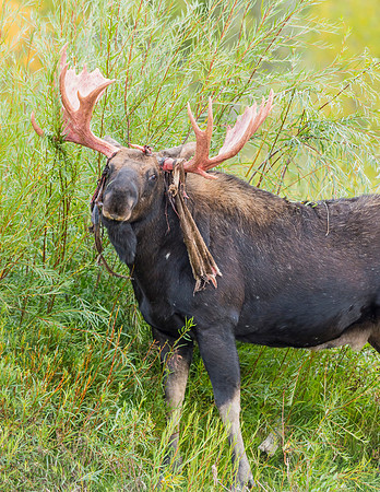 Moose_GTNP_2016_5