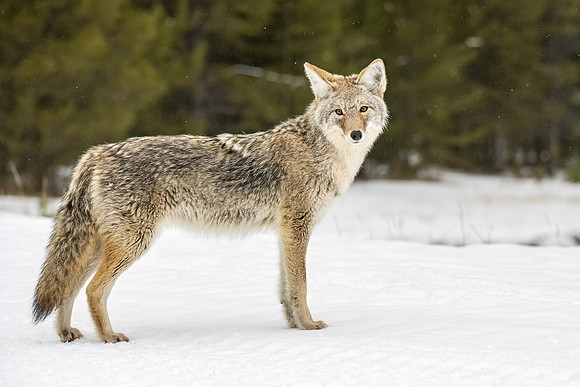 Coyote_YNP_2024_2
