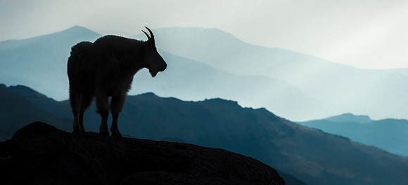 A11-Mountain_goat_MtEvans_2018_18