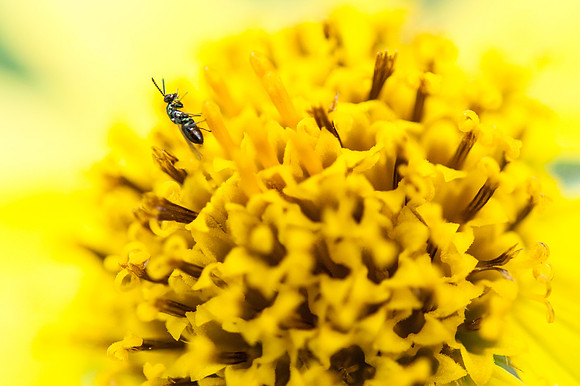 Bug on Arnica