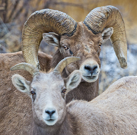 Bighorn_64
