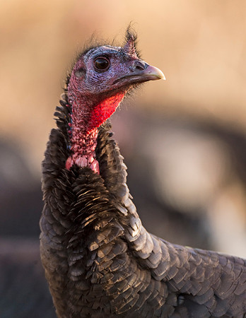 Turkey_WC_1