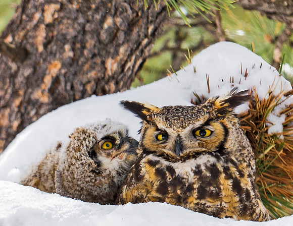 Great_horned_owl_35