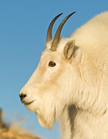Mountain_goat_34
