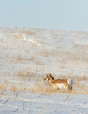 pronghorn_Laramie_3