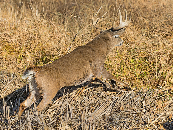 White-tailed_deer_17